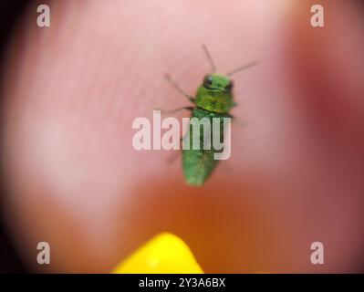 (Anthaxia nitidula) Insecta Foto Stock