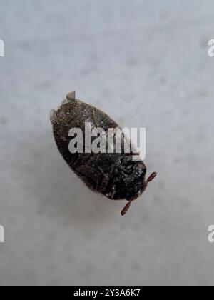 Australian Carpet Beetle (Anthrenocerus australis) Insecta Foto Stock