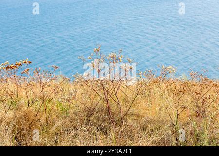 Prato bruciato dal sole sulla cima della penisola di Sevan da vicino e acqua del lago Sevan sullo sfondo vicino al monastero di Sevanavank Sevan, in Armenia, durante il sole del giorno estivo Foto Stock