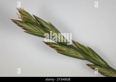 Ryegrass perenne (Lolium perenne) Plantae Foto Stock