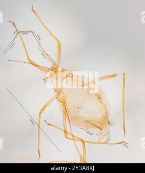 Lupine Aphid (Macrosiphum albifrons) Insecta Foto Stock