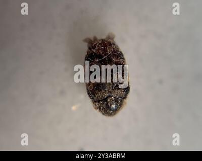 Australian Carpet Beetle (Anthrenocerus australis) Insecta Foto Stock