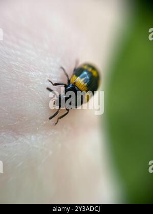 (Diaperis boleti) Insecta Foto Stock