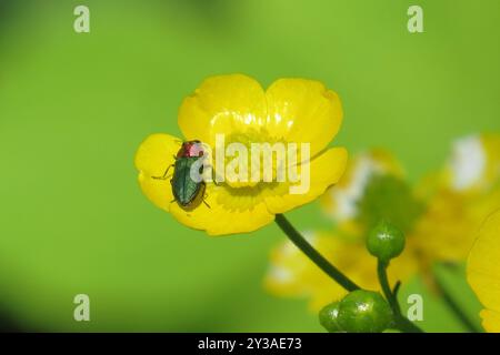 (Anthaxia nitidula) Insecta Foto Stock