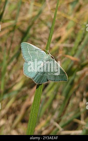 Piccolo smeraldo (Chlorissa viridata) Insecta Foto Stock