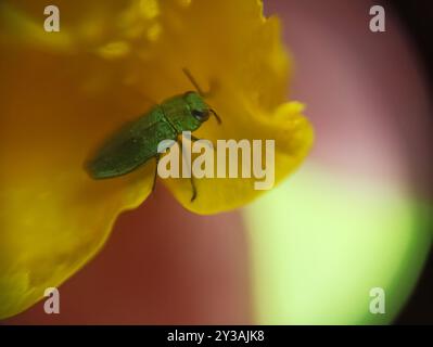 (Anthaxia nitidula) Insecta Foto Stock