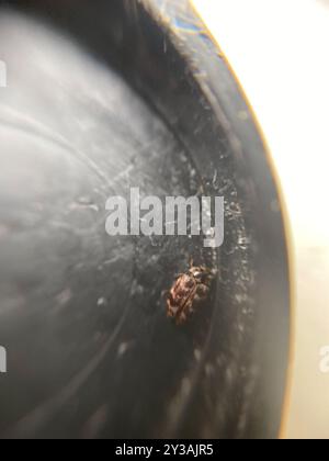Australian Carpet Beetle (Anthrenocerus australis) Insecta Foto Stock