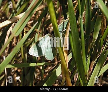 Piccolo smeraldo (Chlorissa viridata) Insecta Foto Stock