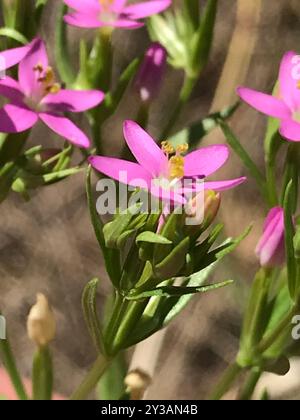 Centaury (Centaurium tenuiflorum) Plantae Foto Stock