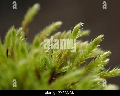 Fontana di muschio di mele (Philonotis fontana) Plantae Foto Stock