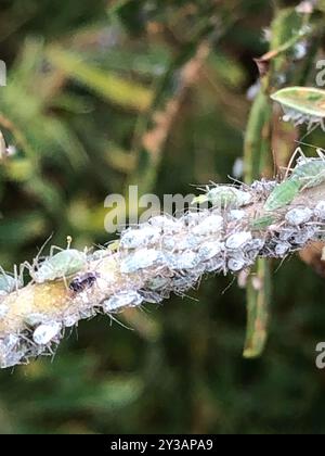 Lupine Aphid (Macrosiphum albifrons) Insecta Foto Stock