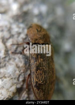 Coleottero a scacchi (Prosternon tessellatum) Insecta Foto Stock