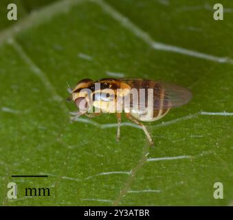 Mosche fritte (Chloropidae) Insecta Foto Stock