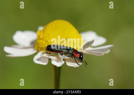 (Anthaxia nitidula signaticollis) Insecta Foto Stock