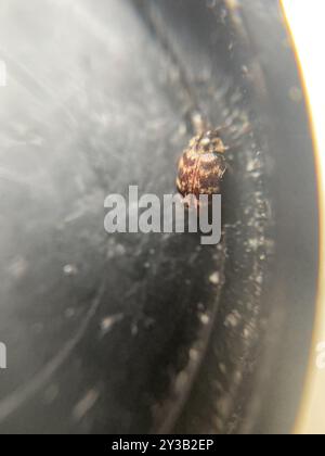 Australian Carpet Beetle (Anthrenocerus australis) Insecta Foto Stock
