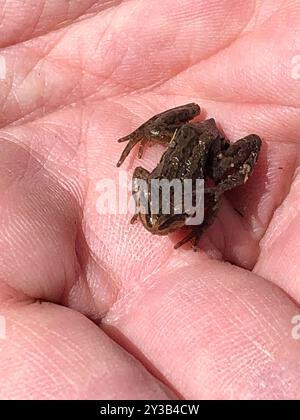 Rana del coro boreale (Pseudacris maculata) Amphibia Foto Stock