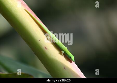 (Phelsuma astriata semicarinata) Reptilia Foto Stock