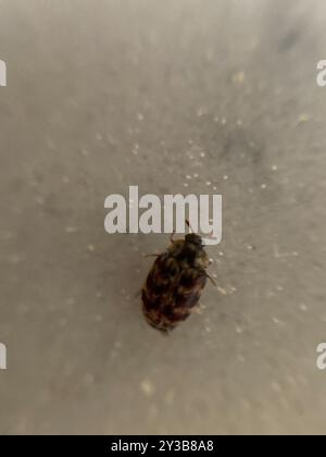 Australian Carpet Beetle (Anthrenocerus australis) Insecta Foto Stock