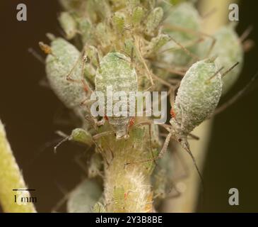 Lupine Aphid (Macrosiphum albifrons) Insecta Foto Stock