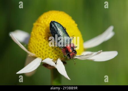 (Anthaxia nitidula signaticollis) Insecta Foto Stock