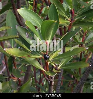 Peperoncino di montagna (Tasmannia lanceolata) Plantae Foto Stock