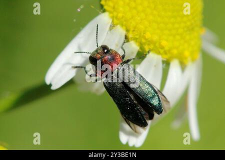 (Anthaxia nitidula signaticollis) Insecta Foto Stock