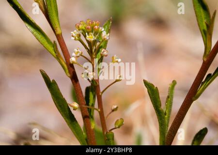 Peperoncino selvatico (Lepidium virginicum virginicum) Plantae Foto Stock