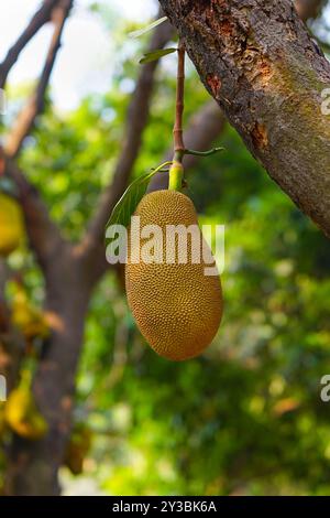 Lo jackfruit pende dall'albero in una foresta, mostrando la sua particolare consistenza Foto Stock