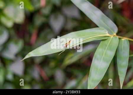 Primo piano di una libellula seduta su una foglia di bambù Foto Stock