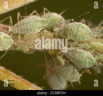 Lupine Aphid (Macrosiphum albifrons) Insecta Foto Stock