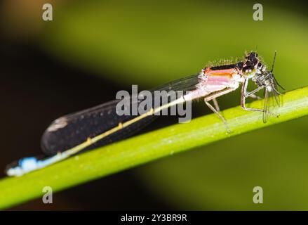 Dragonfly che mangia insetti su una foglia Foto Stock