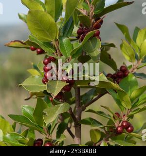 Spina dorsale mediterranea (Rhamnus alaternus) Plantae Foto Stock
