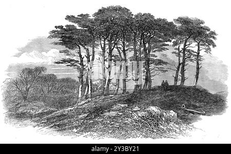 Sketch su Hampstead Heath [a nord-ovest di Londra]: Pins Near North End, 1871. "I visitatori che non ci sono stati negli ultimi anni saranno addolorati e piuttosto stupiti quando vedranno il crudele caos che è stato causato in quello che era un tempo un pittoresco paesaggio rustico selvaggio, dove l'occhio potrebbe riposare con piacere. L'intero spazio sulla cima della collina, sia a destra che a sinistra della strada che la attraversa da Hampstead a Highgate, è stato spietatamente scavato per ghiaia o sabbia...un'altra questione importante è quella della conservazione degli alberi in cima Foto Stock