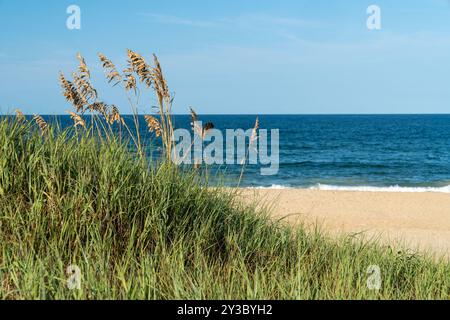 Area di erba marina o avena marina sulla spiaggia - Nags Head North Carolina - Outer Banks Foto Stock