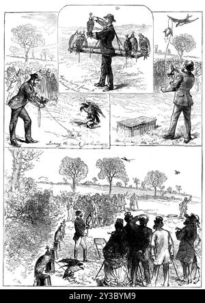 Hawking a Hendon, 1871 anni. "Falconer Bearing frame Unhooding Hawk; Luring the Hawk from HIS Quarry; Hawk sequestrò il richiamo; The Start...i londinesi hanno avuto un'eccellente opportunità di vedere falchi addestrati sull'ala [durante] un pigeon-hawking pomeridiano. I falchi vengono portati sul campo sul "cadge", una cornice quadrata oblunga... non appena [il falco] raggiunge una buona altitudine, cosa che fa rapidamente e graziosamente, il falconiere lancia un piccione contro il vento, e la gara inizia... gli spettatori si stanno emozionando. La velocità superiore e la maggiore resistenza della falc Foto Stock