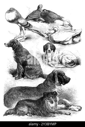 Premio pollame e cani al Birmingham Show, 1871. Il pollame rappresentato nelle nostre illustrazioni sono il paio di oche bianche del signor J. R. Fowler e il suo paio di anatre bianche, della Prebendal Farm di Aylesbury. I piccioni sono il fantail bianco mostrato dal Rev. W. Sergeanton, di Acton Burnel Rectory, che ha vinto il primo premio; un paio di barbe, inviate da Mr. T. Waddington, che allo stesso modo ha ottenuto il primo premio della loro classe, e sono stati venduti per &#xa3;42; e una gallina blu pouter, di proprietà di Mr. F. Gresham, di Shefford...i cani sono stati divisi come al solito in due classi, sportive e non sportive... l'anim Foto Stock