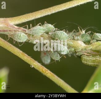 Lupine Aphid (Macrosiphum albifrons) Insecta Foto Stock