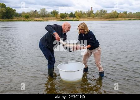 13 settembre 2024, Sassonia-Anhalt, Magdeburgo: Jörn Gessner (l) della società per salvare lo storione e leader del gruppo di ricerca "Biologia del pesce, della pesca e dell'acquacoltura" dell'Istituto Leibnitz di ecologia d'acqua dolce e della pesca interna solleva uno storione da una vasca sull'Elba insieme a Steffi Lemke (Bündnis 90/Die Grünen), ministro federale per l'ambiente, la conservazione della natura, la sicurezza nucleare e la tutela dei consumatori, per liberare il pesce nell'Elba. Secondo il piano d'azione nazionale, l'Elba è un settore prioritario per la reintroduzione dello storione europeo. Gli animali wi Foto Stock