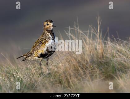il plover d'oro (Pluvialis apricaria) si erge in erba sulle brughiere del North Pennine all'alba, mostrando questo iconico uccello nel suo habitat naturale sulle pendici. Foto Stock