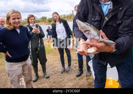 13 settembre 2024, Sassonia-Anhalt, Magdeburgo: Un dipendente del Leibnitz Institute of Freshwater Ecology and Inland Fisheries solleva uno storione da un bacino idrico sull'Elba, che è stato portato lì in minibus. Sulla sinistra, Steffi Lemke (Alleanza 90/Verdi), ministro federale dell'ambiente, della conservazione della natura, della sicurezza nucleare e della tutela dei consumatori, osserva il processo. Il ministro aveva aiutato a rifornire l'Elba di storione. Secondo il piano d'azione nazionale, l'Elba è un settore prioritario per la reintroduzione dello storione europeo. Gli animali ora migreranno verso il lowla Foto Stock