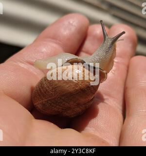 Lumaca spagnola (Otala punctata) Mollusca Foto Stock