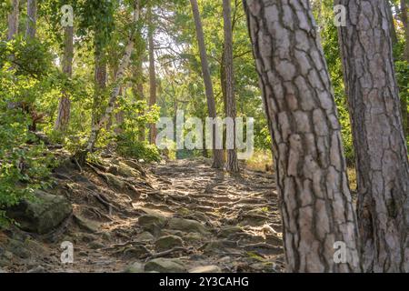 Sentiero della foresta di pietre con alberi alti e luce del sole sullo sfondo, montagne Harz, Germania, Europa Foto Stock