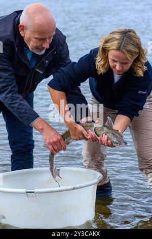 13 settembre 2024, Sassonia-Anhalt, Magdeburgo: Jörn Gessner (l) della società per salvare lo storione e leader del gruppo di ricerca "Biologia del pesce, della pesca e dell'acquacoltura" dell'Istituto Leibnitz di ecologia d'acqua dolce e della pesca interna solleva uno storione da una vasca sull'Elba insieme a Steffi Lemke (Bündnis 90/Die Grünen), ministro federale per l'ambiente, la conservazione della natura, la sicurezza nucleare e la tutela dei consumatori, per liberare il pesce nell'Elba. Secondo il piano d'azione nazionale, l'Elba è un settore prioritario per la reintroduzione dello storione europeo. Gli animali wi Foto Stock