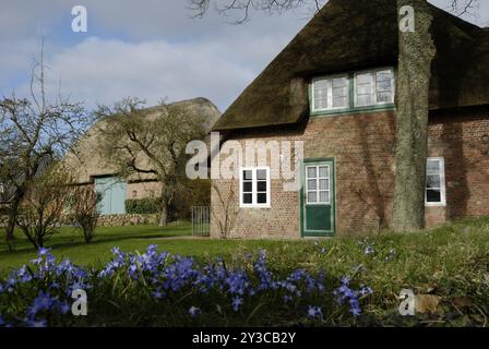 Casa frisone a Nieblum, Foehr, Schleswig-Holstein, Germania, Europa Foto Stock