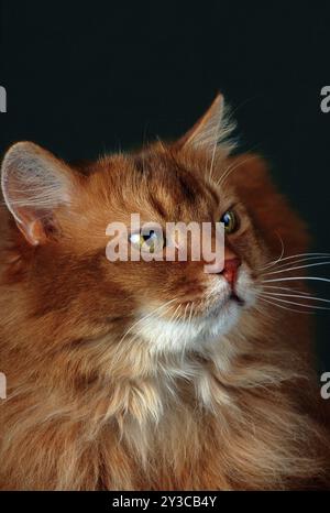 Gatto somalo Foto Stock