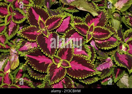 Solenostemon scutellarioides Foto Stock