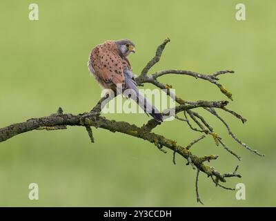 Un gheppio arroccato su un ramo muschiato su sfondo verde, riposante, Kestrel comune (Falco tinnunculus), maschile, Assia, Germania, Europa Foto Stock