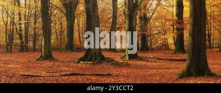 Panorama, enormi faggi antichi nella foresta di Hutewald in autunno in pieno colore autunnale, monumento naturale, foresta primordiale Sababurg, Reinhardswald, Hess Foto Stock