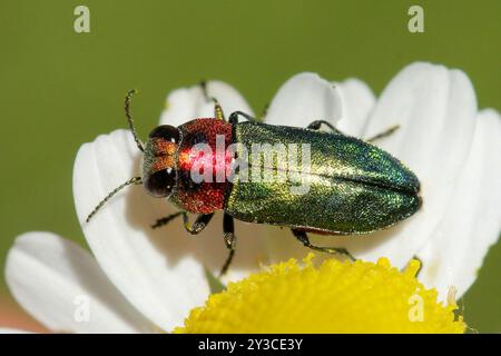 (Anthaxia nitidula signaticollis) Insecta Foto Stock