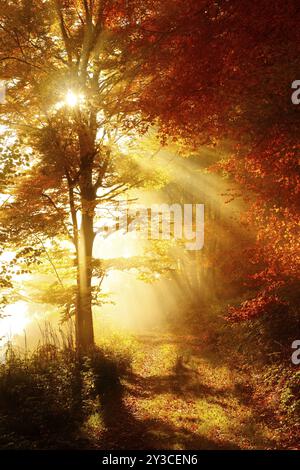 Sentiero forestale che attraversa la faggeta in pieno colore autunnale in autunno, sole che splende attraverso la nebbia mattutina, Harz, Wernigerode, Sassonia-Anhalt, Germania, Europa Foto Stock